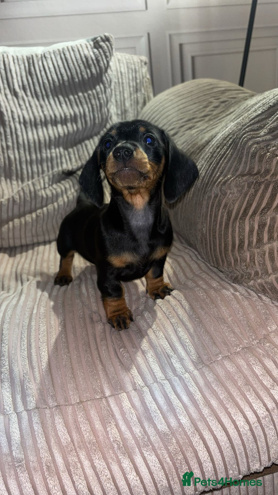 Miniature Dachshund dogs for sale: Black and Tan female miniature dachshund  - Advert 6