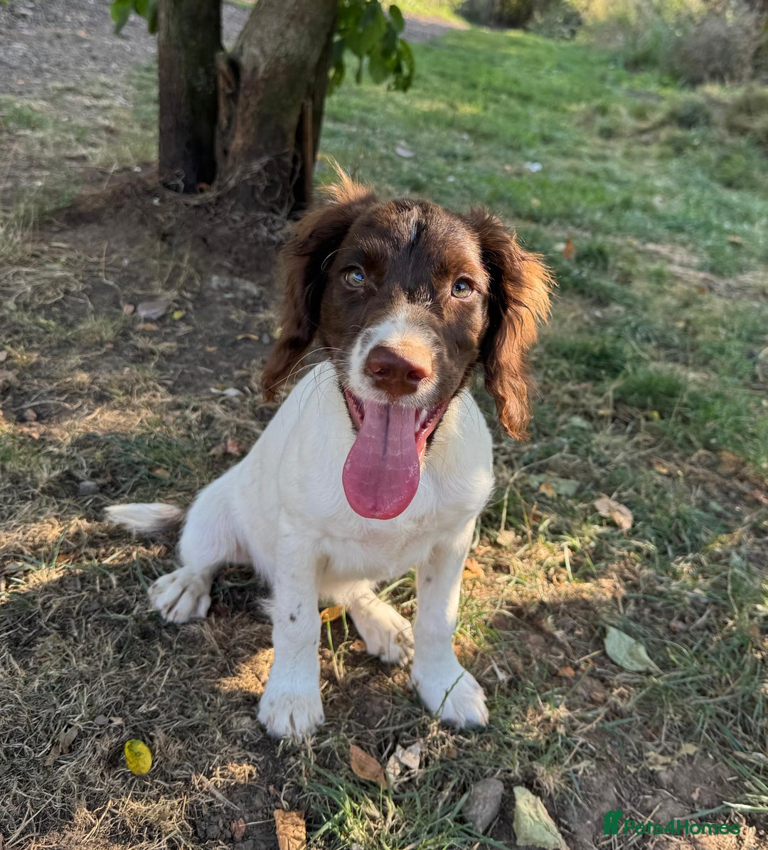 English Springer Spaniel dogs for sale: L/W PUPS,CHAMPIONSHIP WINNER TYSON,FULLY TESTED in Bristol - Image 2