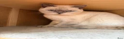 British Shorthair cats for sale: Ready Now! Beautiful BSH-Seal Point girl left! - Advert 11