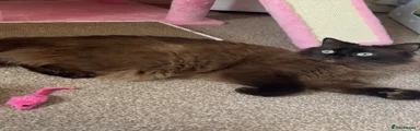 Ragdoll 1