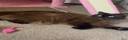 Ragdoll cats for sale: Mink ragdoll female  - Advert 1