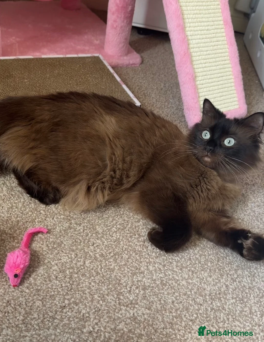 Ragdoll cats for sale: Mink ragdoll female  - Advert 1