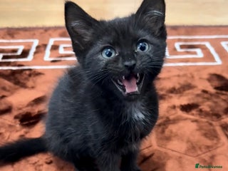 Domestic Shorthair cats for sale - Advert 1