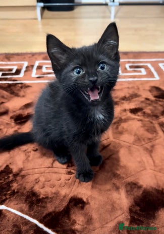 Domestic Shorthair cats - Advert 12