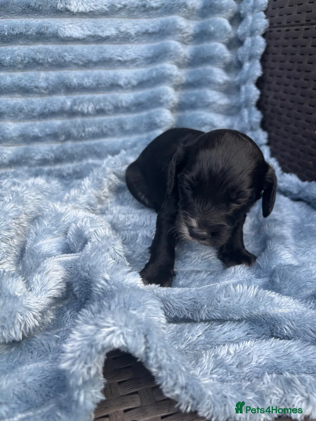 Cockapoo dogs for sale: Cockapoo puppies in Bishop Auckland - Advert 18