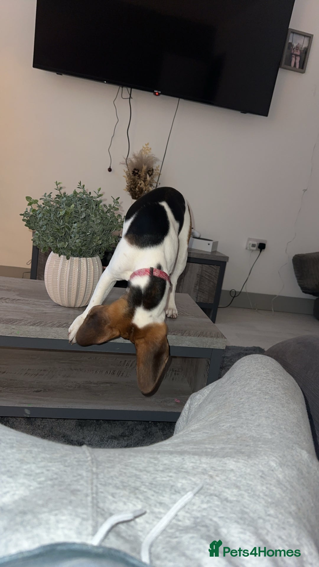 Beagle dogs for sale: 6 Month Old Pure Breed Beagle - Advert 3