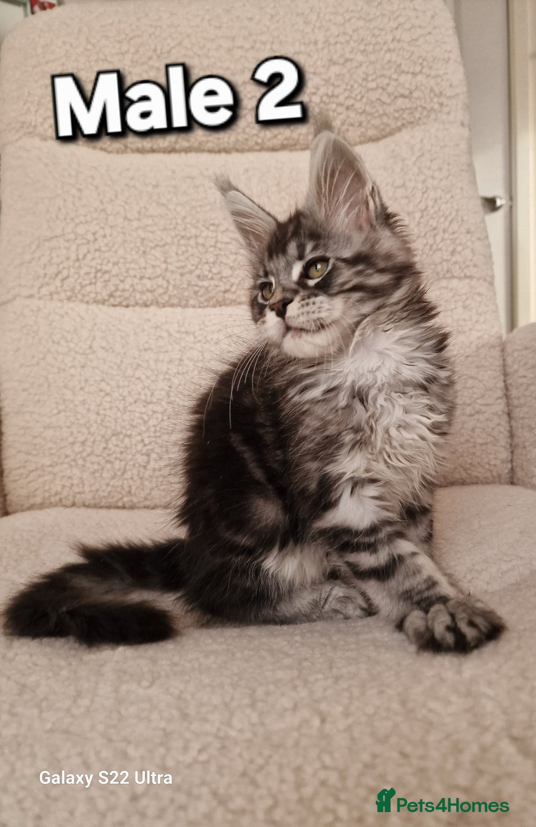 Maine Coon cats for sale: Pure Maine coon - Advert 14