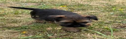Border Terrier dogs for sale: Stunning slem free KC reg border terrier girls  - Advert 22