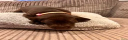 German Shorthaired Pointer dogs for sale: Beautiful KC GSP Puppies - Advert 32
