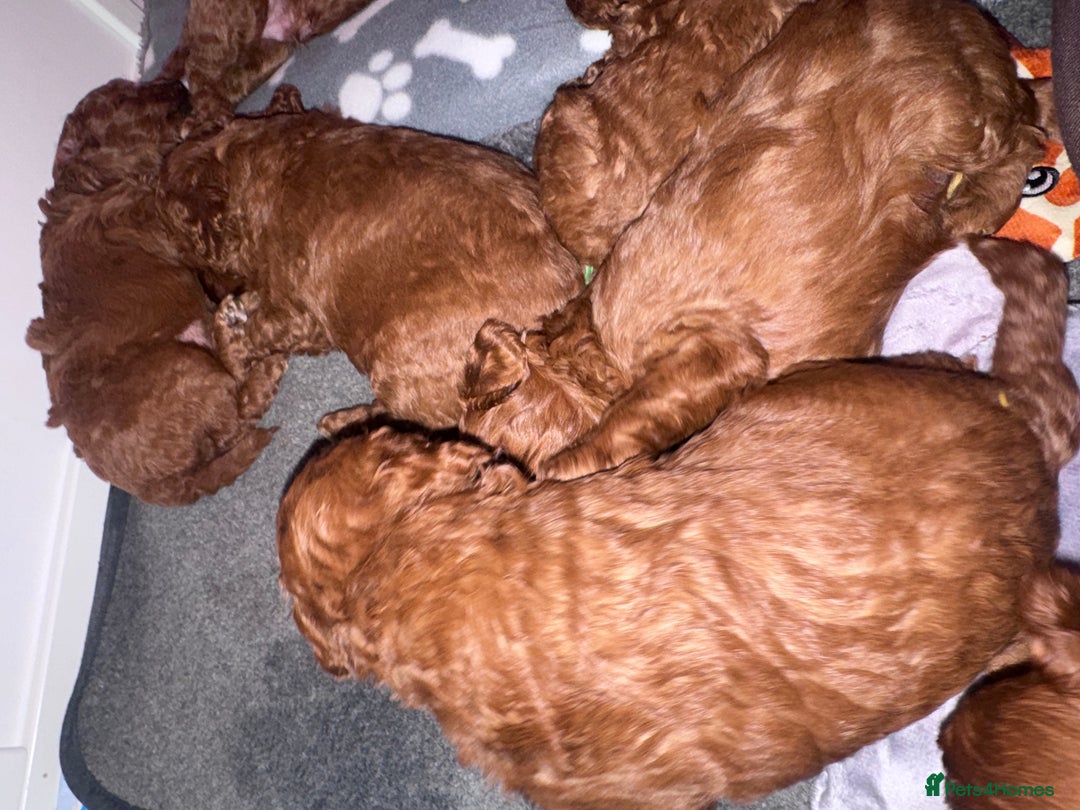 Cavapoo dogs for sale: F1b Cavapoo extensively health tested mum&dad  - Advert 7