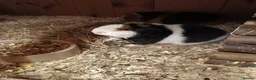 Guinea Pig rodents for sale: Teddy brothers - Advert 3