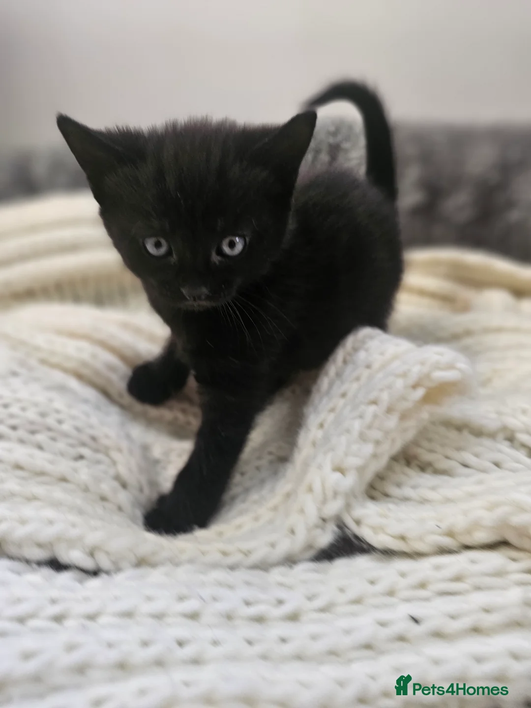 Mixed Breed cats for sale: Kittens  - Advert 2