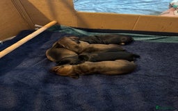 Miniature Dachshund dogs for sale: Adorable KC Reg smooth coated mini Dachshunds - Image 9