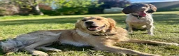 Golden Retriever dogs for stud: Handsome Golden boy for stud  - Advert 2