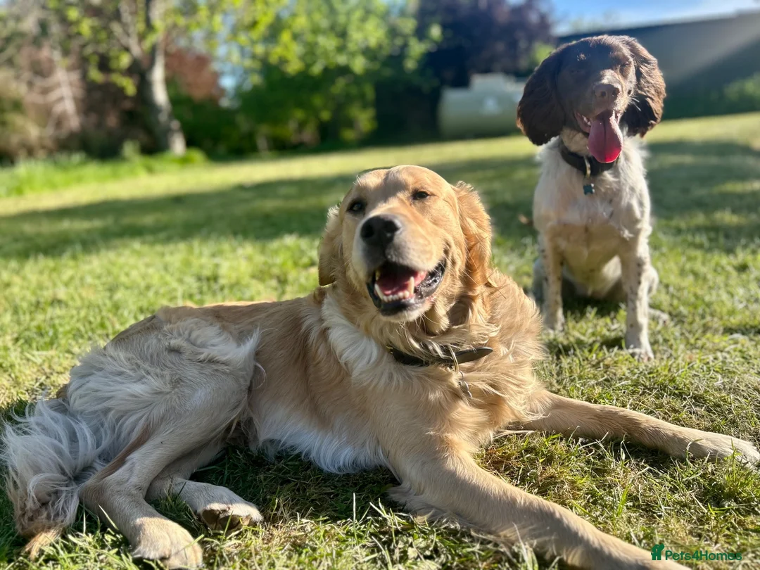 Golden Retriever dogs for stud: Handsome Golden boy for stud  - Advert 2