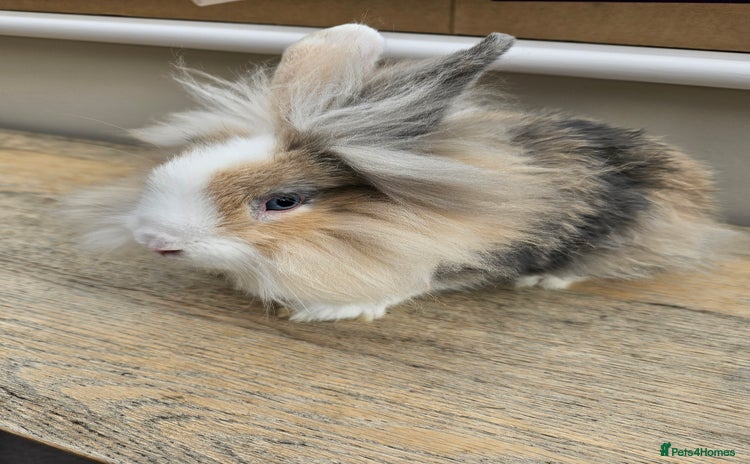 Lionhead rabbits - Advert 1