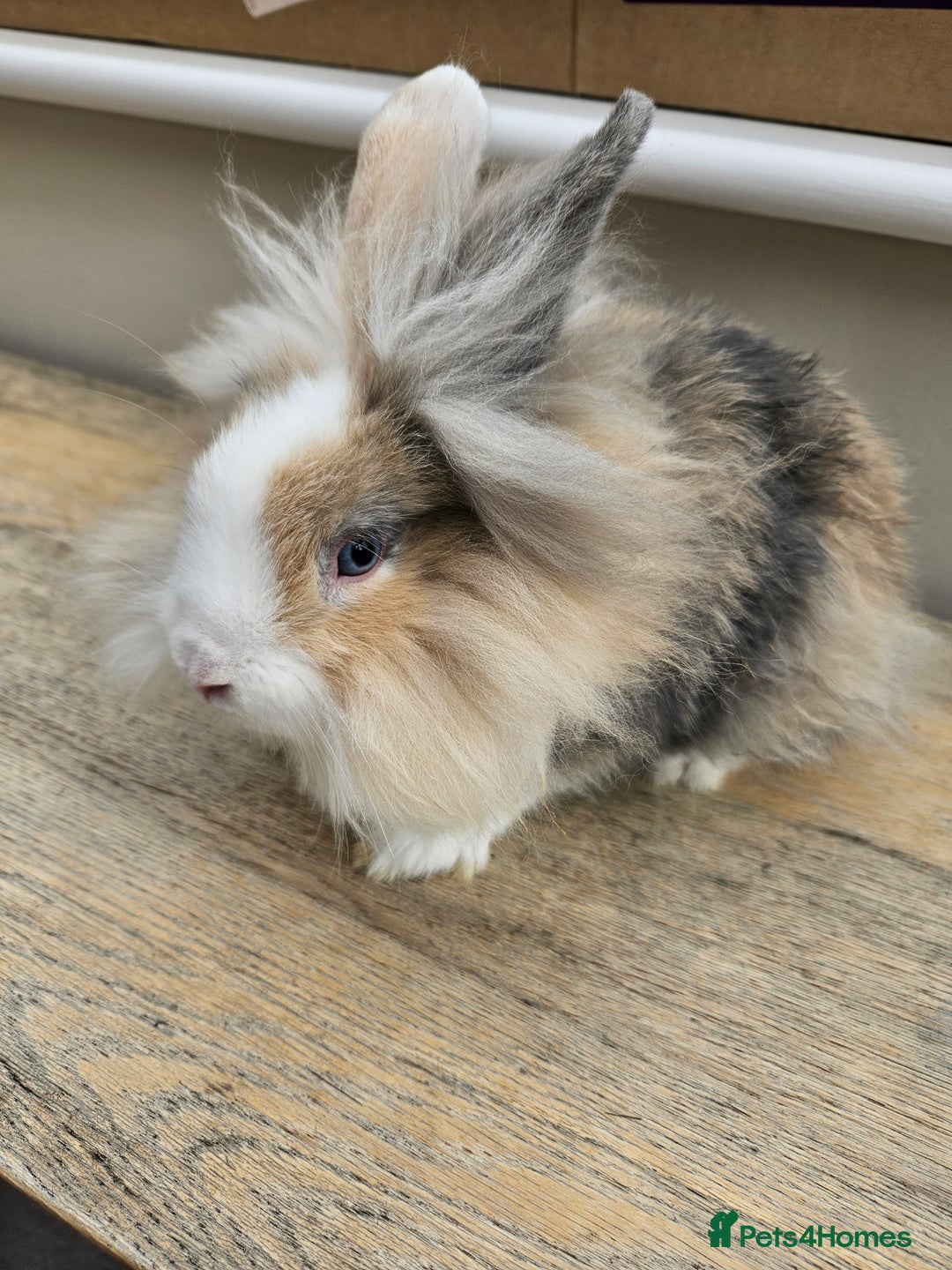Lionhead rabbits for sale: Beautiful male lionhead rabbit  - Image 1