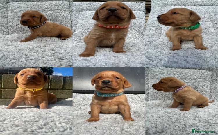 Labrador Retriever dogs - Advert 2