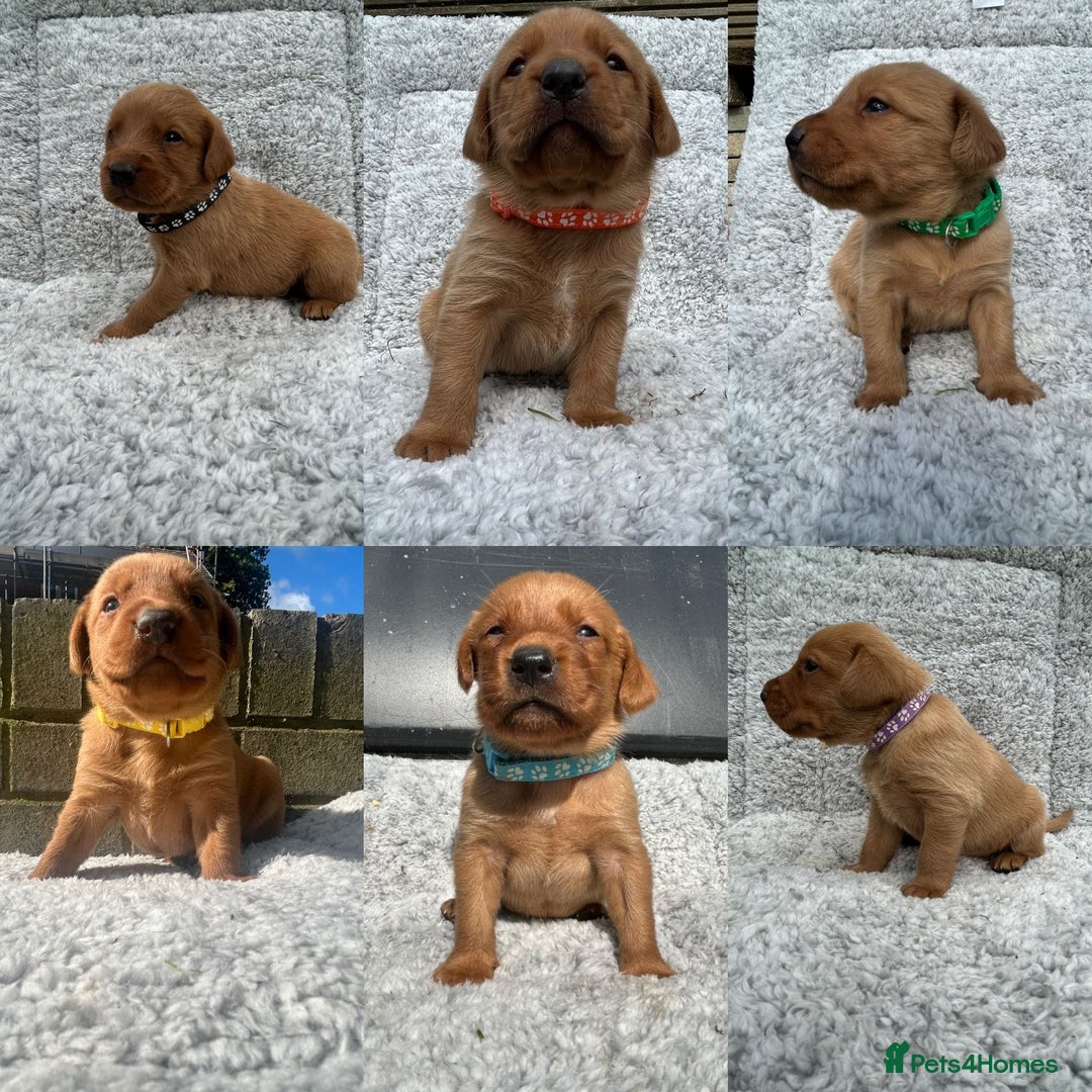 Labrador Retriever dogs for sale: Fox red labrador puppies  - Image 1