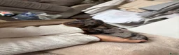 Miniature Dachshund dogs for sale:  Miniature Dachshund Puppies – 2 Girls & 1 Boy 🐾 in Romford - Advert 9