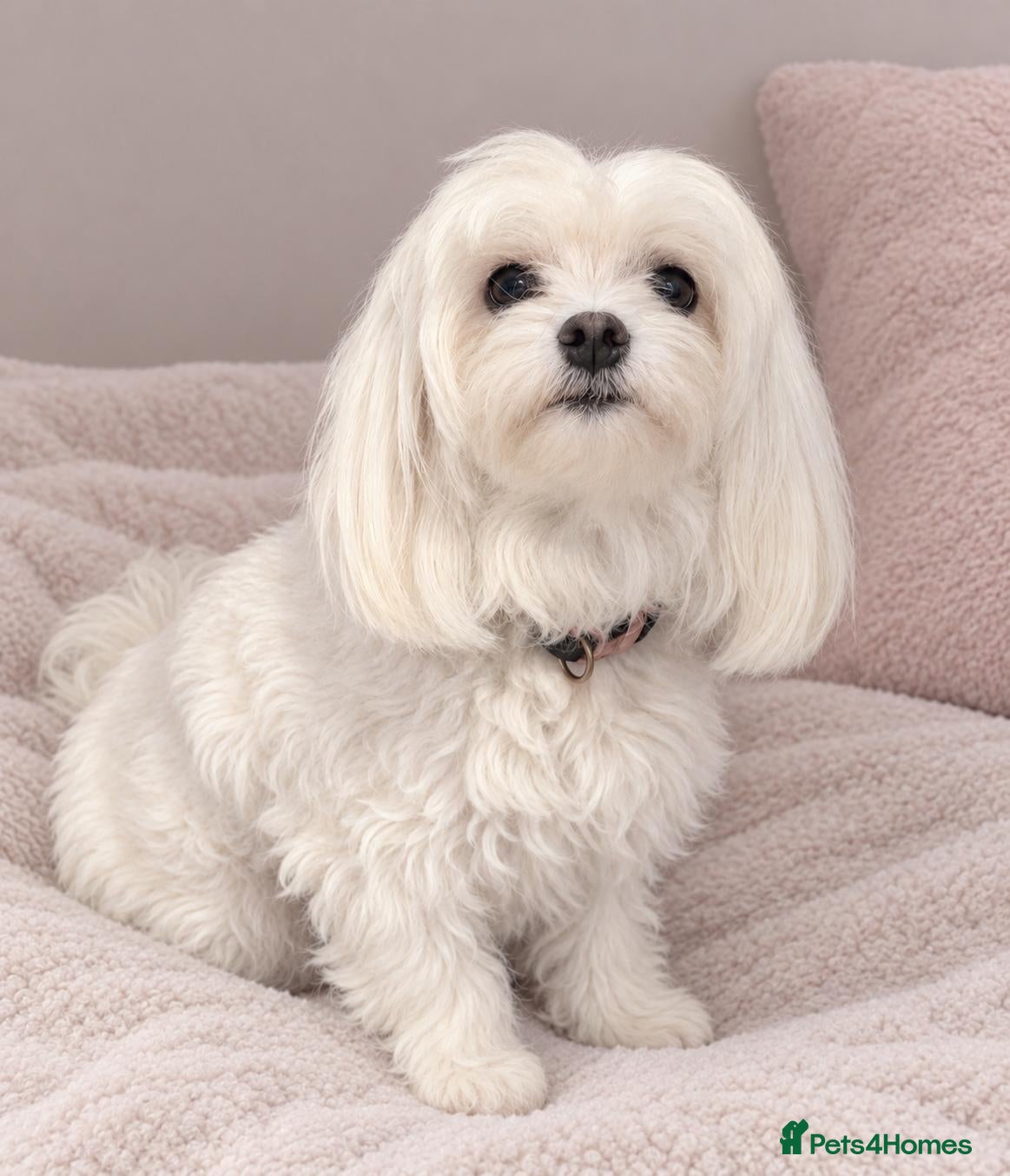 Maltipoo dogs F1 Asian Toy Maltipoo Due - Advert 1