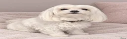Maltipoo dogs for sale: F1 Asian Toy Maltipoo Due - Advert 1