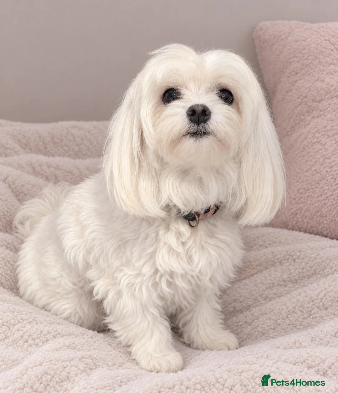 Maltipoo dogs for sale: F1 Asian Toy Maltipoo Due - Advert 1