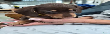 Dachshund 4