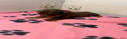 Miniature Dachshund dogs for sale: Miniature dachshund  - Advert 10