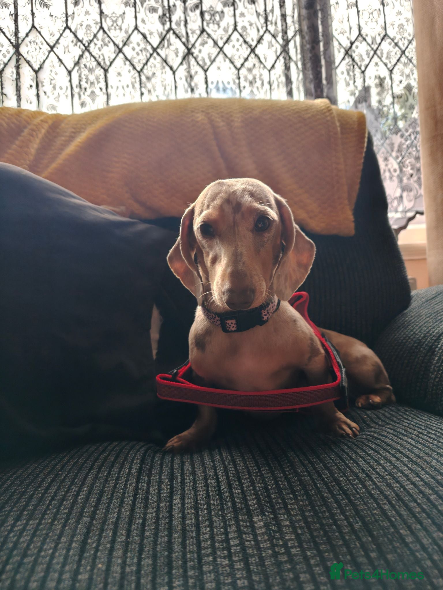 Dachshund dogs Dachshund  - Advert 3