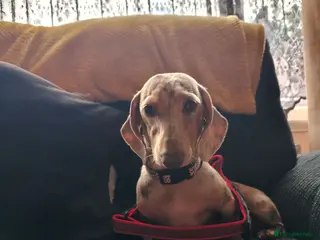 Dachshund dogs Dachshund - Advert 3