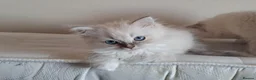 Ragdoll cats for sale: Ragdoll Kittens ready now - Advert 11