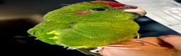 Parakeets birds for sale: Kakariki parakeet  - Advert 5