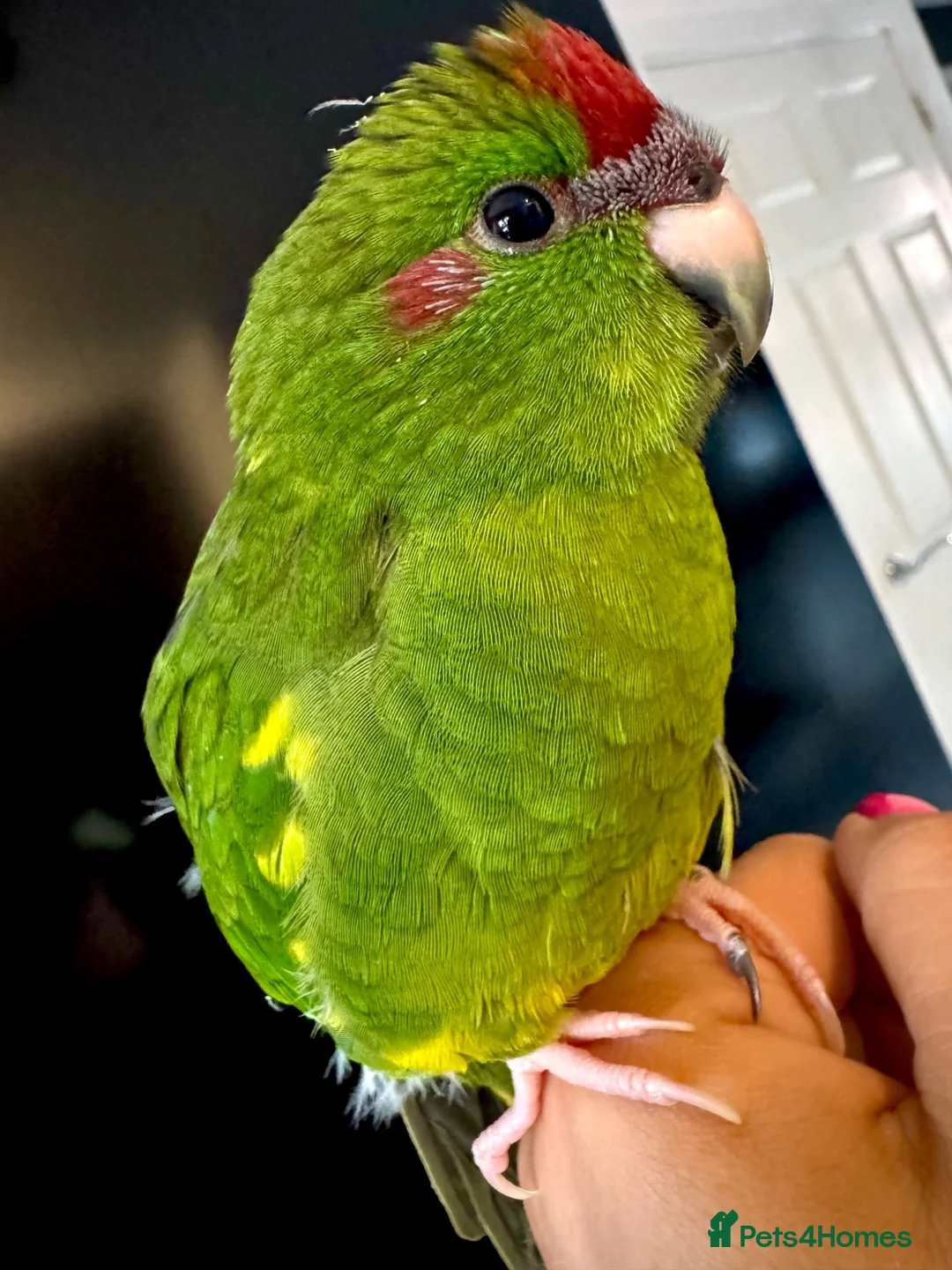 Parakeets birds for sale: Kakariki parakeet  - Advert 5