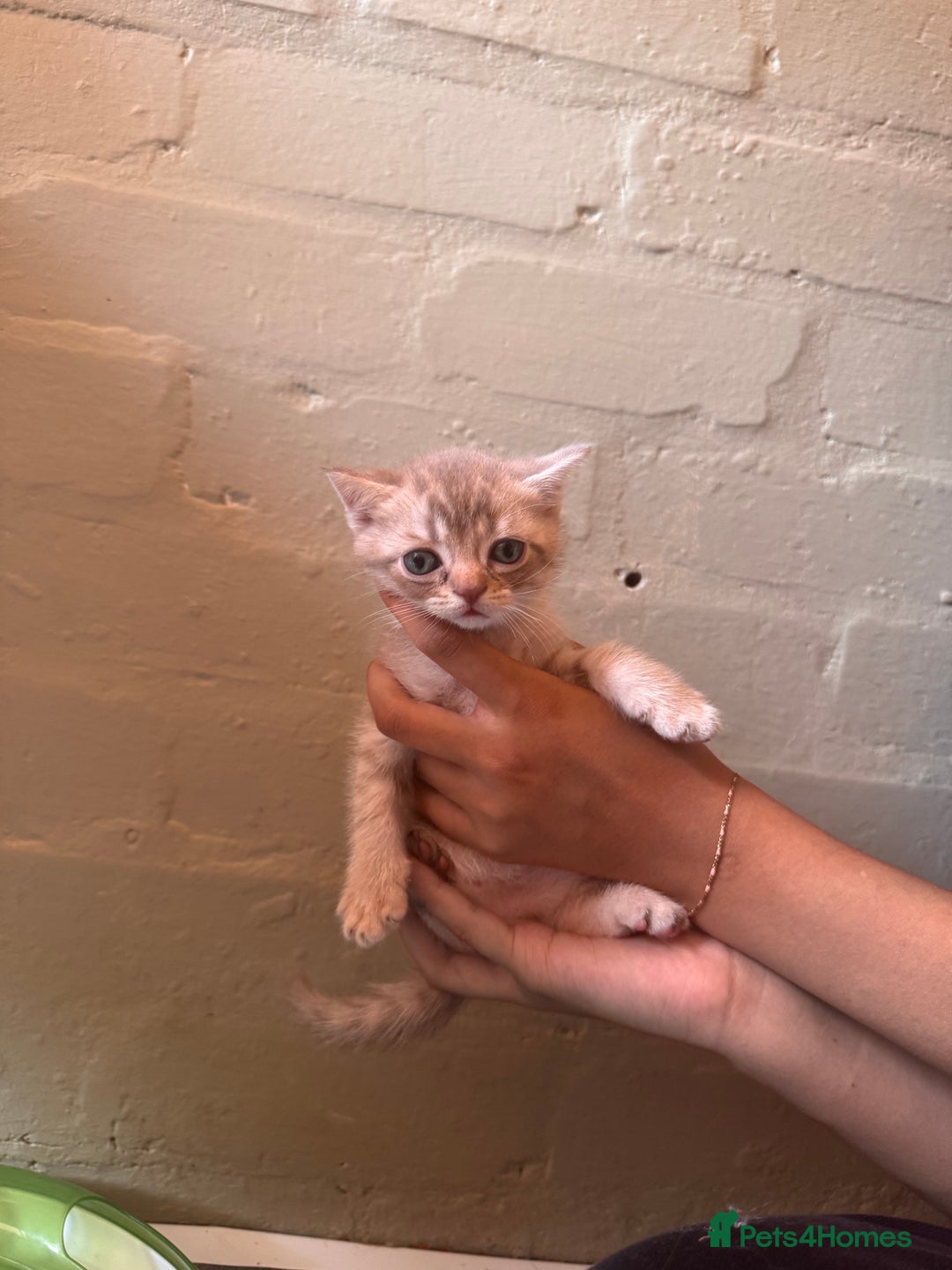 British Shorthair cats for sale: ✨British Shorthair Kittens ✨ - Image 4
