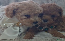 Toy Poodle dogs for sale: Tiny kc puppies,DNA&Genetic tested parents  - Image 10