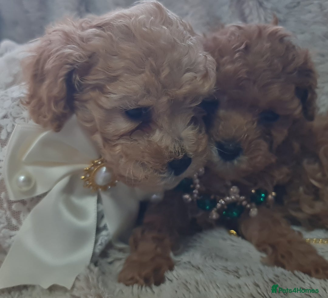 Toy Poodle dogs for sale: Tiny kc puppies,DNA&Genetic tested parents  - Image 10