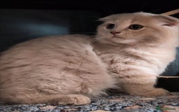 Scottish Fold cats for sale: 💙FAWN TICA active for BREEDING 🩵 Scottish Fold❣️ - Image 7