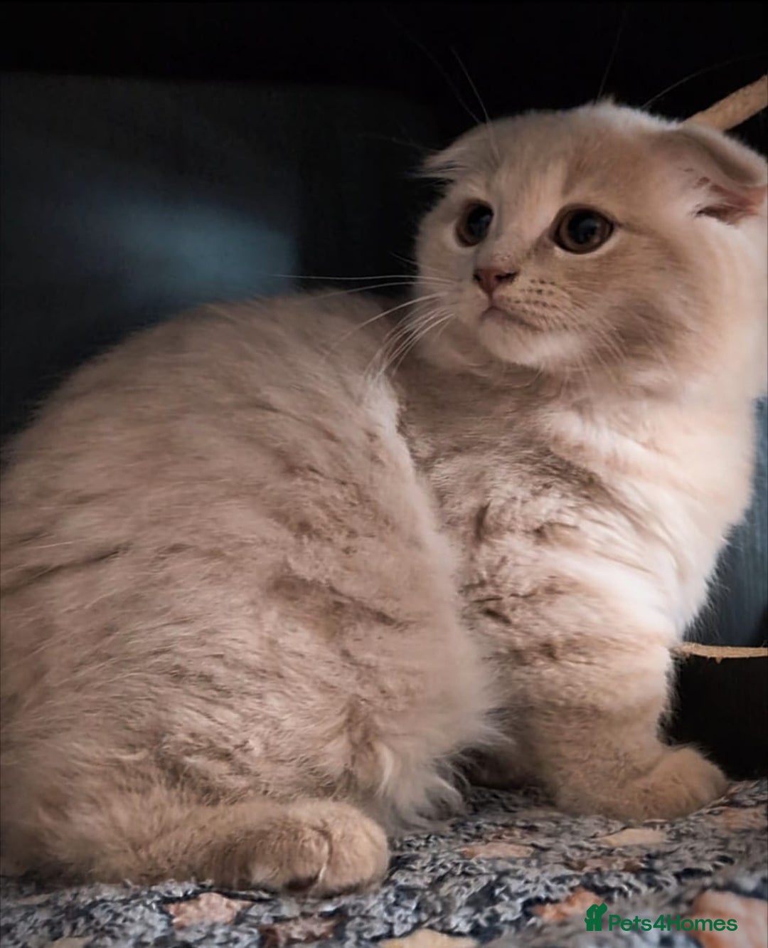 Scottish Fold cats for sale: 💙FAWN TICA active for BREEDING 🩵 Scottish Fold❣️ - Image 7