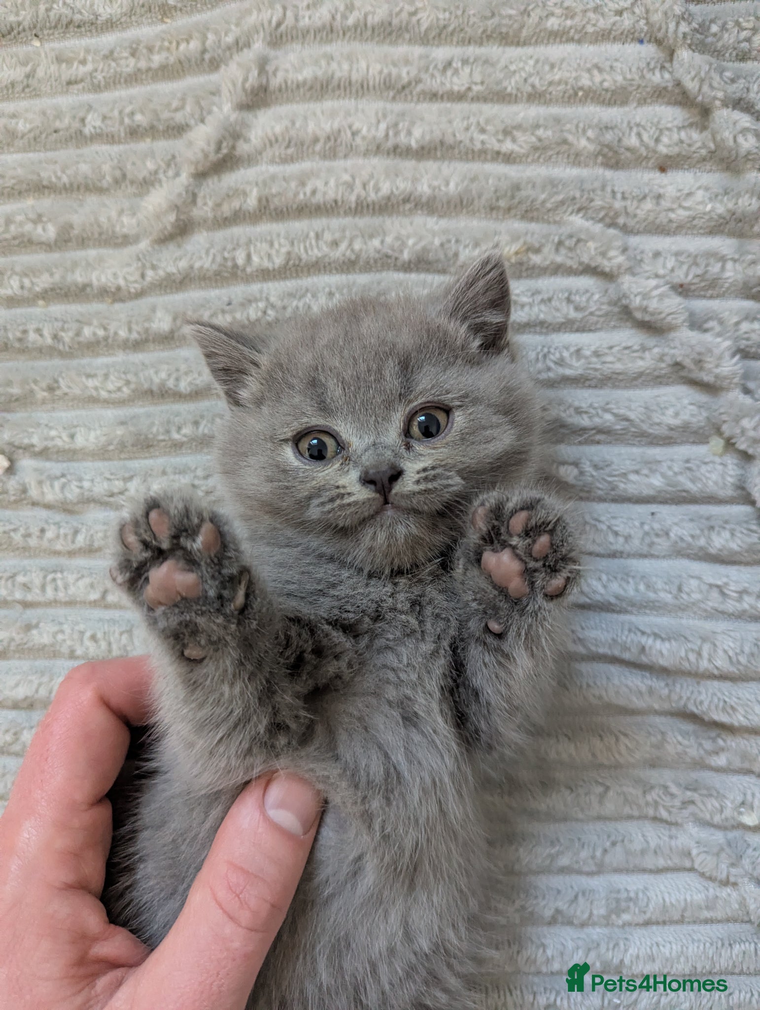 British Shorthair cats Cute purebred BSH British Shorthair kittens - Advert 1