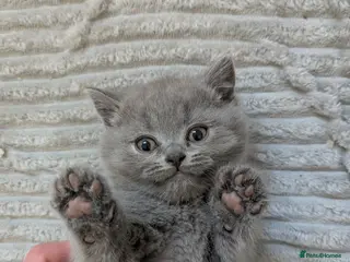 British Shorthair cats Cute purebred BSH British Shorthair kittens - Advert 1
