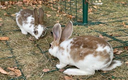 Rex rabbits for sale: Friendly velvety rex rabbits for sale - Image 27