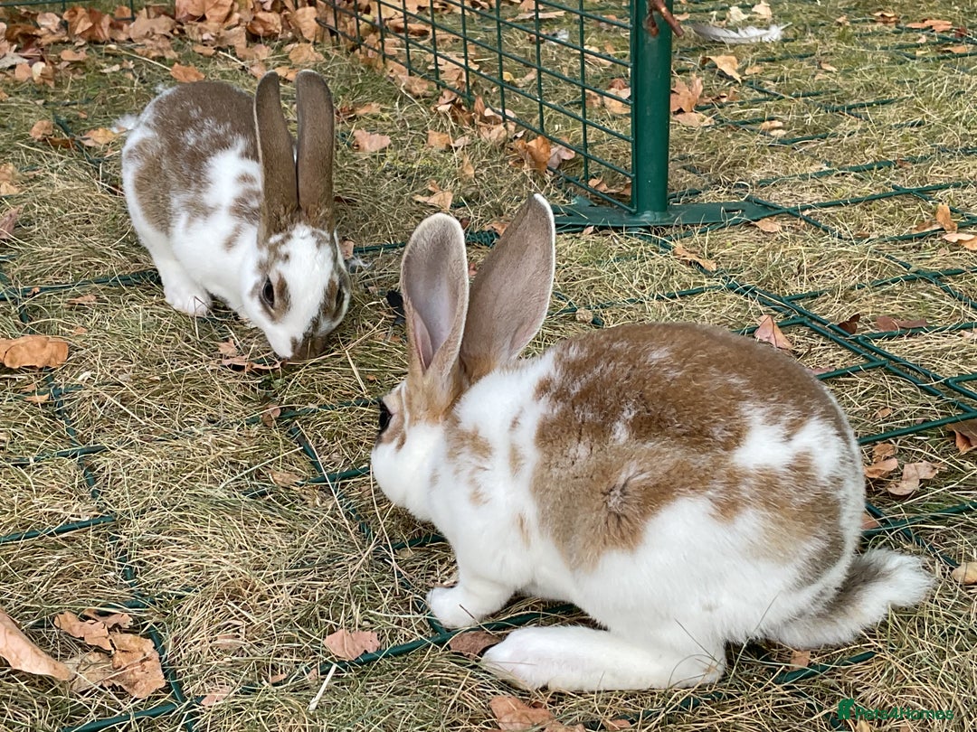 Rex rabbits for sale: Friendly velvety rex rabbits for sale - Image 27