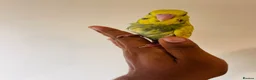 Budgerigars birds for sale: Hand reared budgies for sale  - Advert 12