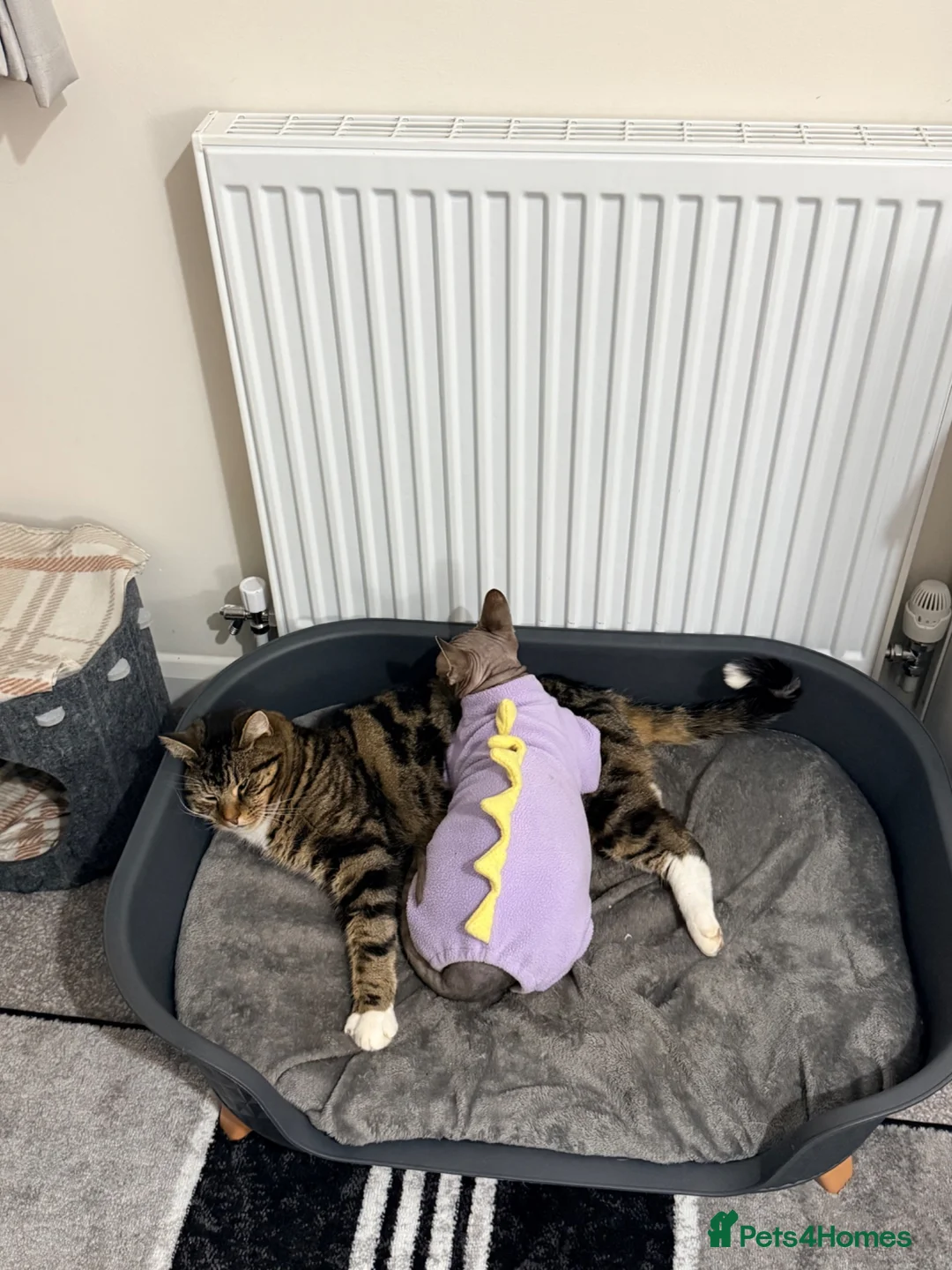 Mixed Breed cats for sale: Benji very friendly  in Nottingham - Advert 4