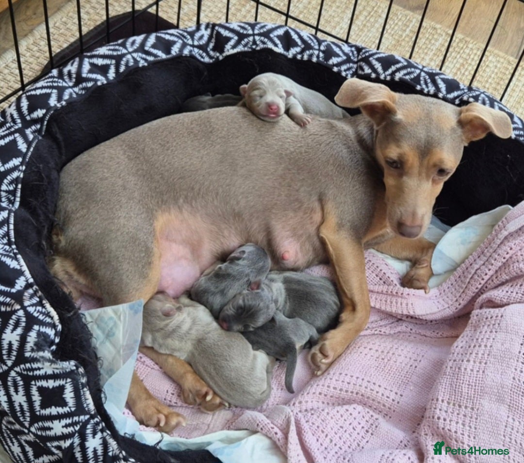 Jack Russell dogs for sale: Miniature Lilac & Blue Jack Russell puppies  - Image 10