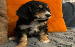 Cockapoo dogs for sale: Stunning F2 cockapoo puppies  - Image 21