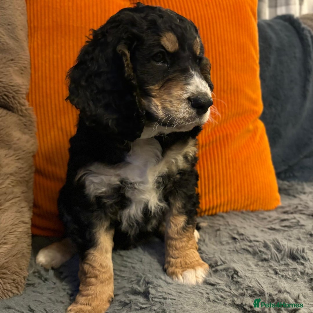 Cockapoo dogs for sale: Stunning F2 cockapoo puppies  - Image 21