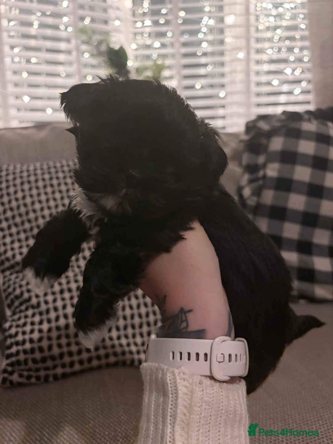 Shih Tzu dogs for sale: shih tzu boy for sale  - Advert 3