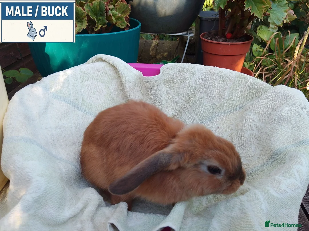Dwarf Lop rabbits for sale: Pretty Dwarf Lop Babies: Males & Females - Advert 2